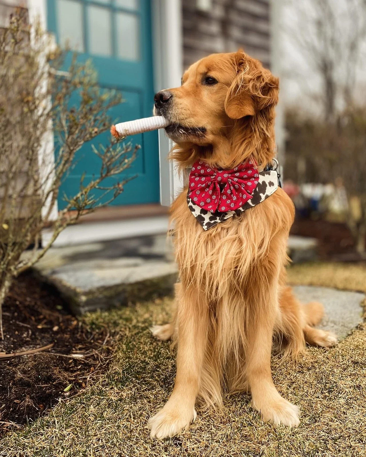 Cigarette Dog Toy - Image 2