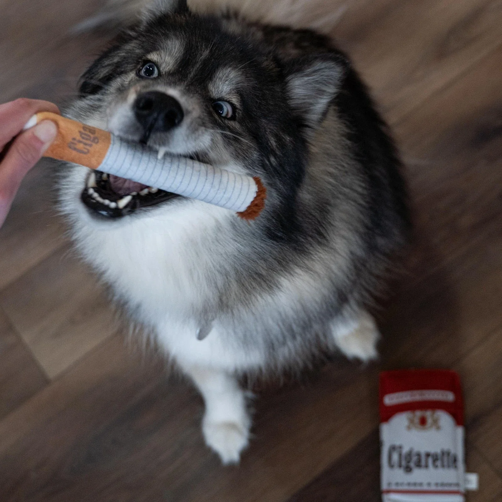 Cigarette Dog Toy - Image 3