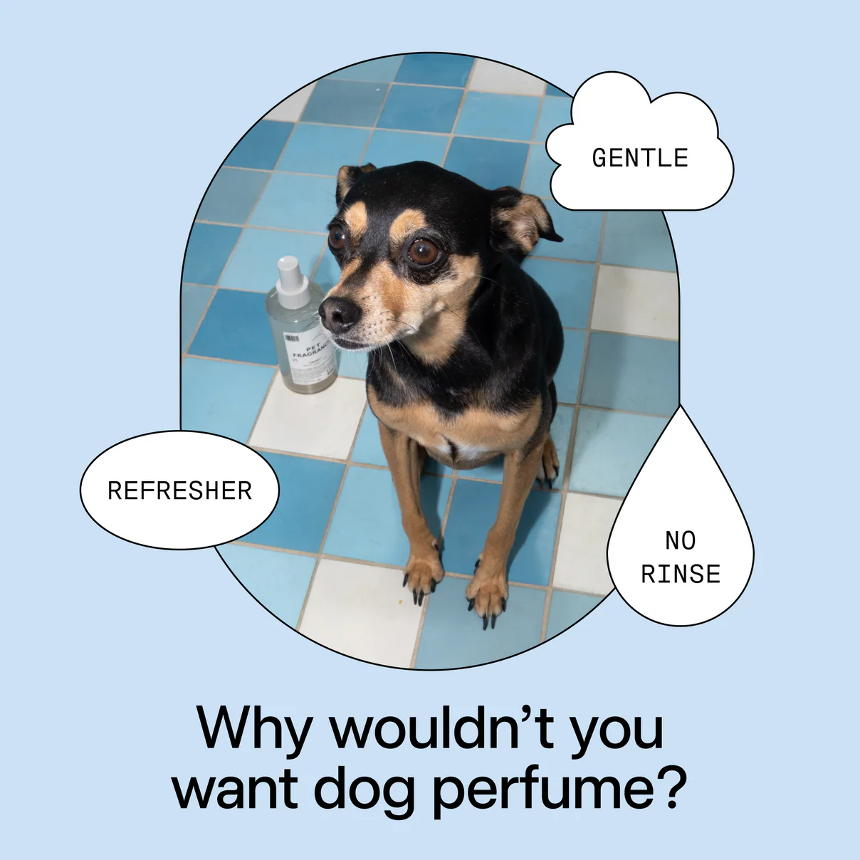 Dedcool Pet Fragrance 01 Taunt - Image 4