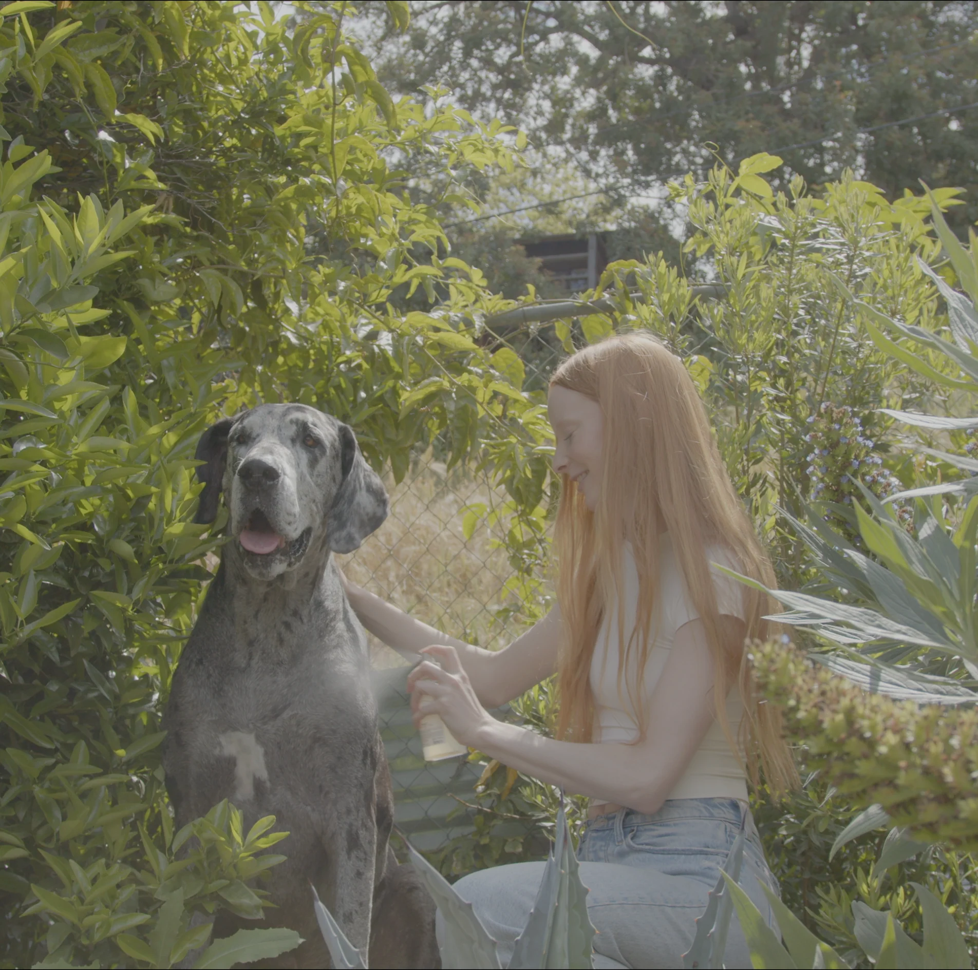 Dedcool Pet Fragrance 01 Taunt - Image 7