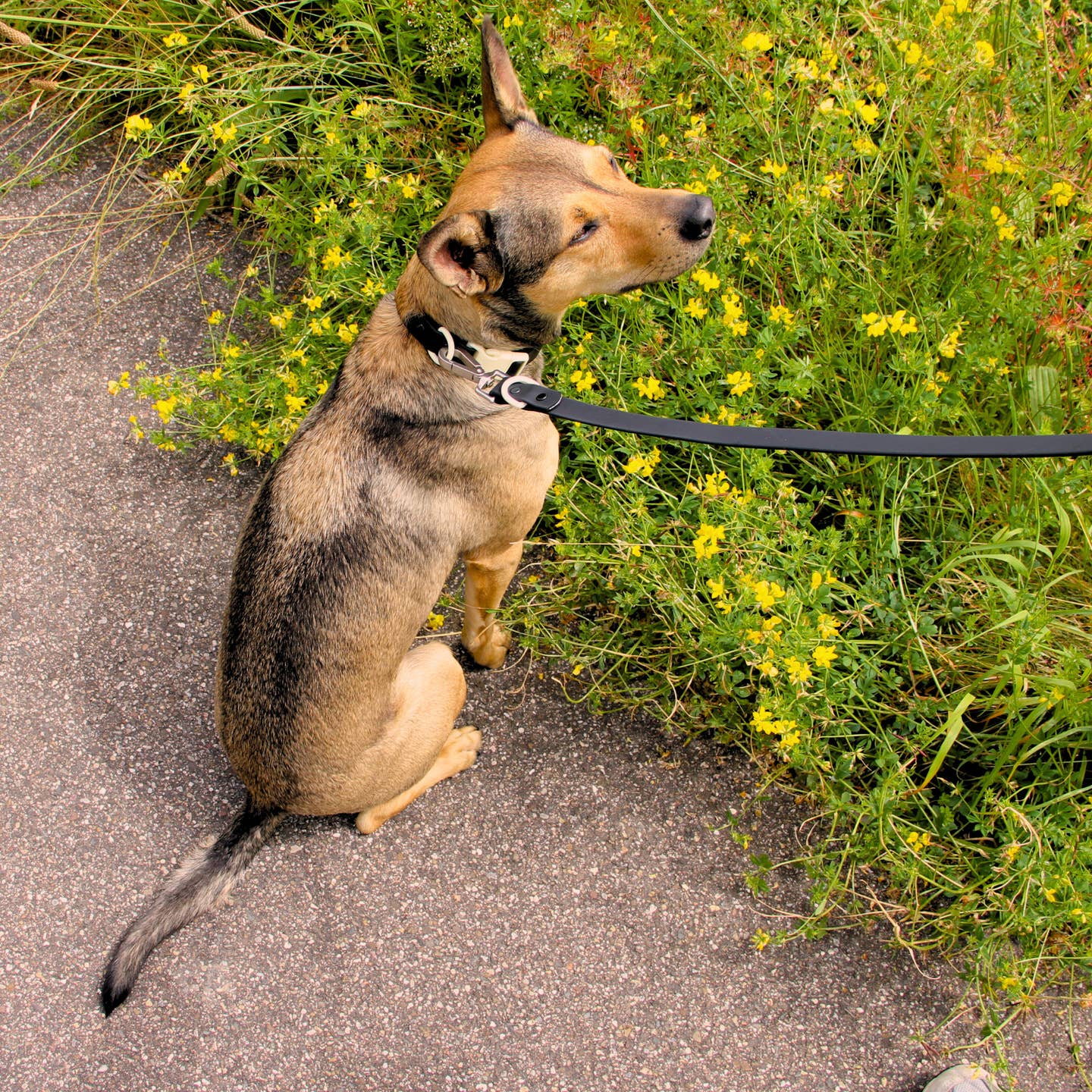 The Fritz Dog Collar - Black Tie + White Sand - Image 3
