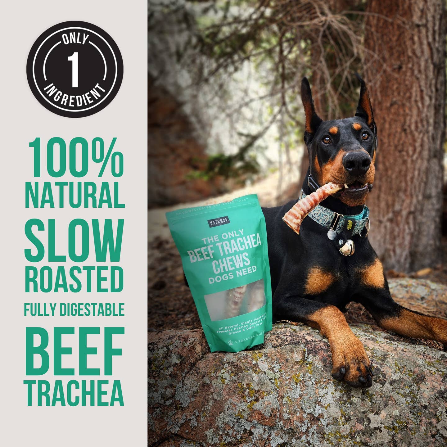 The Only Beef Trachea Chews Dogs Need - Image 3